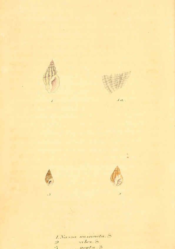 Reproducción/Reproduction 6353135271: American conchology New Harmony, Ind. :Printed at the School Press,1830-[38?] 