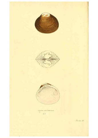 Reproducción/Reproduction 6353137231: American conchology New Harmony, Ind. :Printed at the School Press,1830-[38?] 