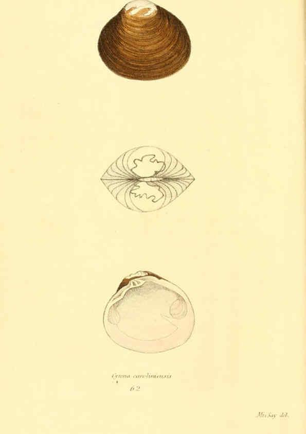 Reproducción/Reproduction 6353137231: American conchology New Harmony, Ind. :Printed at the School Press,1830-[38?] 