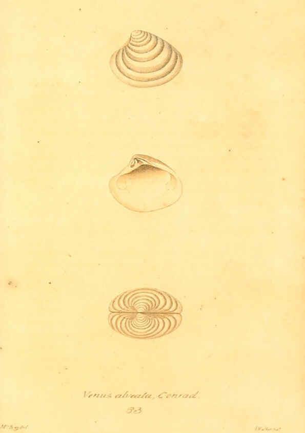 Reproducción/Reproduction 6353137603: American conchology New Harmony, Ind. :Printed at the School Press,1830-[38?] 