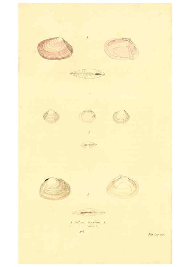 Reproducción/Reproduction 6353137987: American conchology New Harmony, Ind. :Printed at the School Press,1830-[38?] 