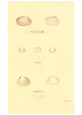 Reproducción/Reproduction 6353137987: American conchology New Harmony, Ind. :Printed at the School Press,1830-[38?] 