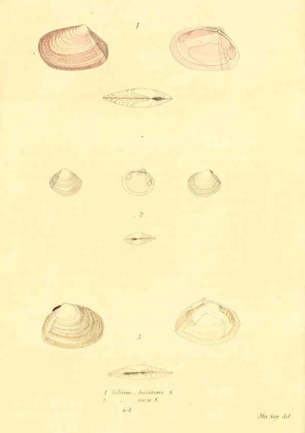 Reproducción/Reproduction 6353137987: American conchology New Harmony, Ind. :Printed at the School Press,1830-[38?] 