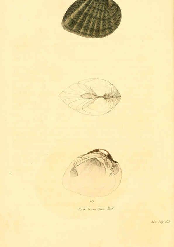 Reproducción/Reproduction 6353139177: American conchology New Harmony, Ind. :Printed at the School Press,1830-[38?] 