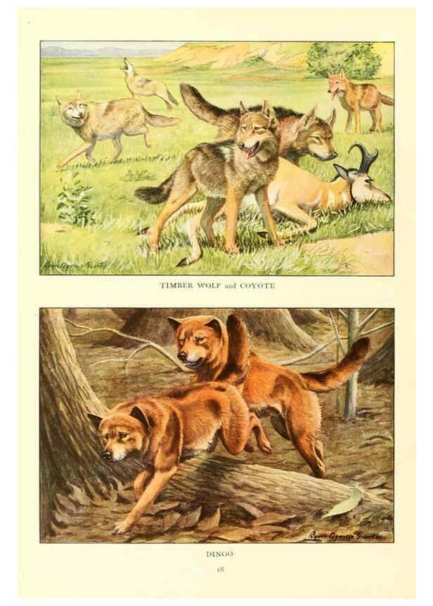 Reproducción/Reproduction 6353218243: The book of dogs Washington, D. C.,The National geographic society[c1919] 