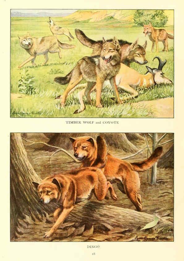 Reproducción/Reproduction 6353218243: The book of dogs Washington, D. C.,The National geographic society[c1919] 