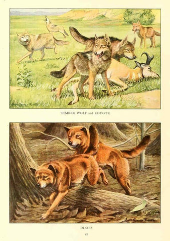 Reproducción/Reproduction 6353218243: The book of dogs Washington, D. C.,The National geographic society[c1919] 