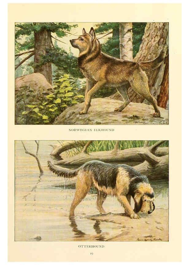 Reproducción/Reproduction 6353218553: The book of dogs Washington, D. C.,The National geographic society[c1919] 