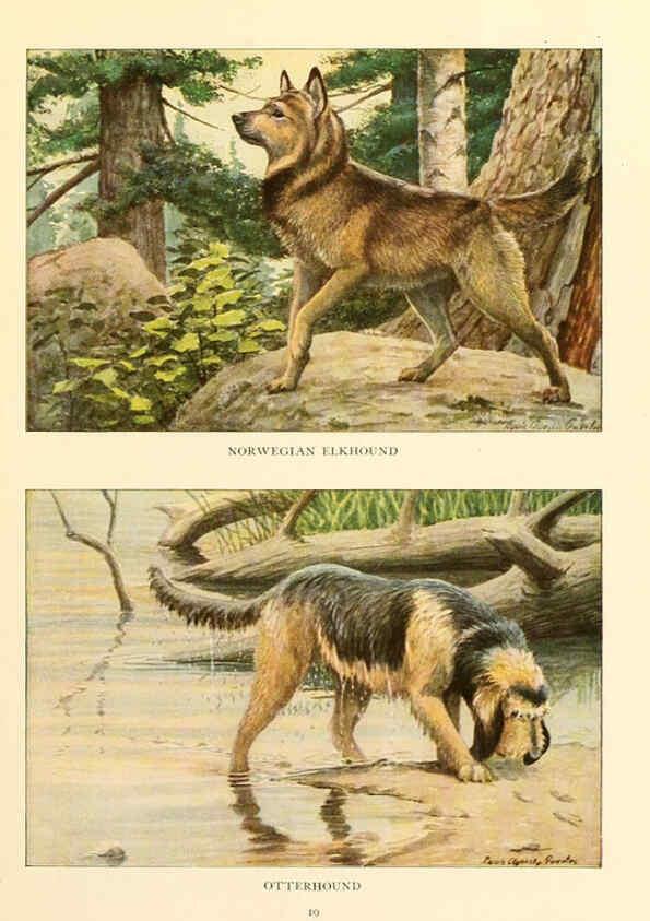 Reproducción/Reproduction 6353218553: The book of dogs Washington, D. C.,The National geographic society[c1919] 