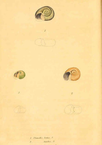 Reproducción/Reproduction 6353134155: American conchology New Harmony, Ind. :Printed at the School Press,1830-[38?] 