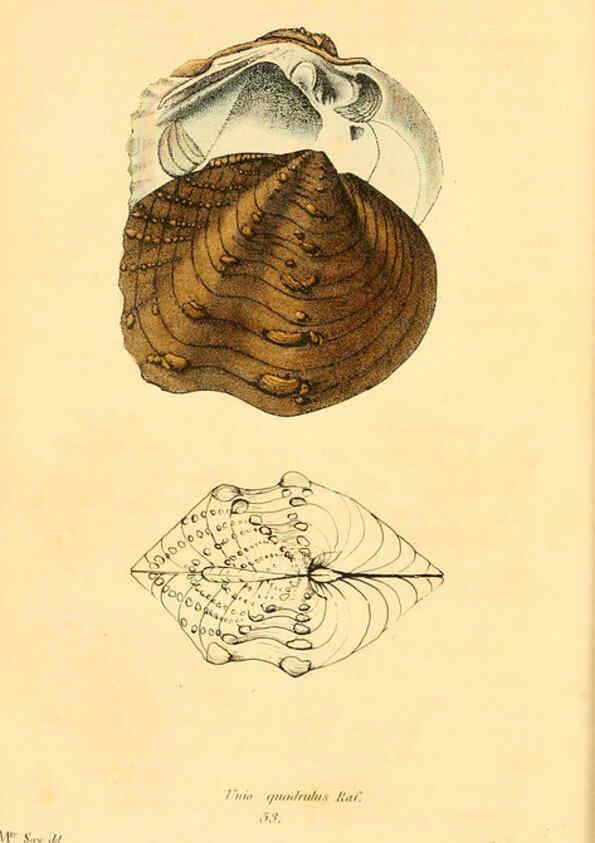 Reproducción/Reproduction 6353133829: American conchology New Harmony, Ind. :Printed at the School Press,1830-[38?] 