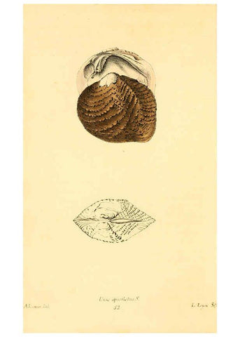 Reproducción/Reproduction 6353133471: American conchology New Harmony, Ind. :Printed at the School Press,1830-[38?] 