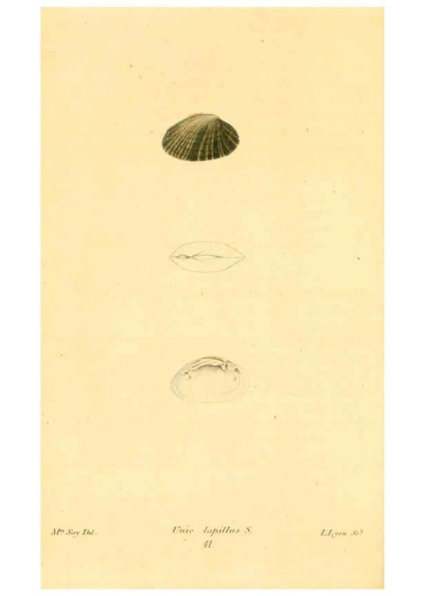 Reproducción/Reproduction 6353128861: American conchology New Harmony, Ind. :Printed at the School Press,1830-[38?] 