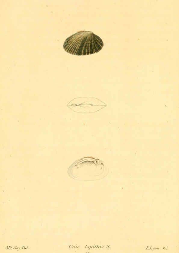 Reproducción/Reproduction 6353128861: American conchology New Harmony, Ind. :Printed at the School Press,1830-[38?] 