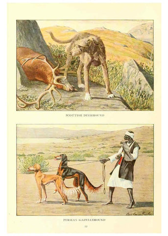 Reproducción/Reproduction 6353218881: The book of dogs Washington, D. C.,The National geographic society[c1919] 