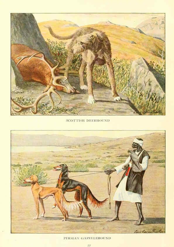 Reproducción/Reproduction 6353218881: The book of dogs Washington, D. C.,The National geographic society[c1919] 
