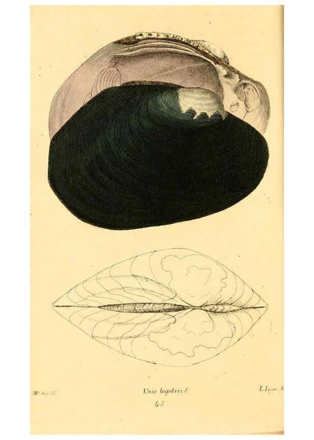 Reproducción/Reproduction 6353129935: American conchology New Harmony, Ind. :Printed at the School Press,1830-[38?] 