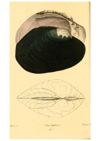 Reproducción/Reproduction 6353129935: American conchology New Harmony, Ind. :Printed at the School Press,1830-[38?] 