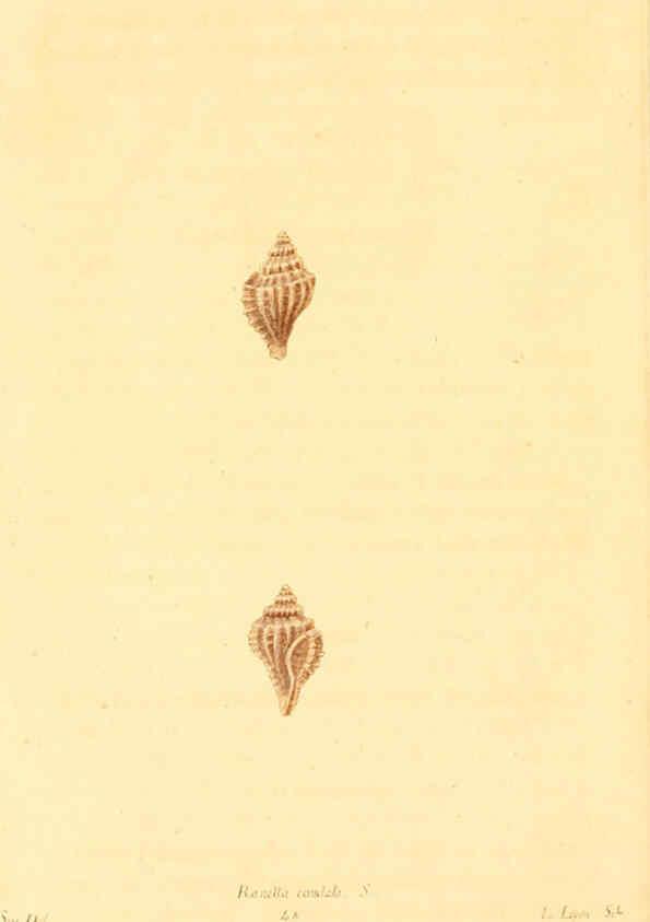 Reproducción/Reproduction 6353131931: American conchology New Harmony, Ind. :Printed at the School Press,1830-[38?] 