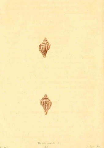 Reproducción/Reproduction 6353131931: American conchology New Harmony, Ind. :Printed at the School Press,1830-[38?] 