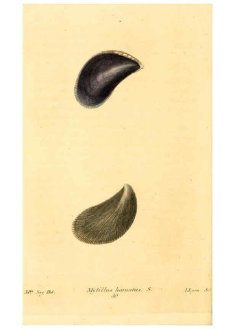 Reproducción/Reproduction 6353132773: American conchology New Harmony, Ind. :Printed at the School Press,1830-[38?] 
