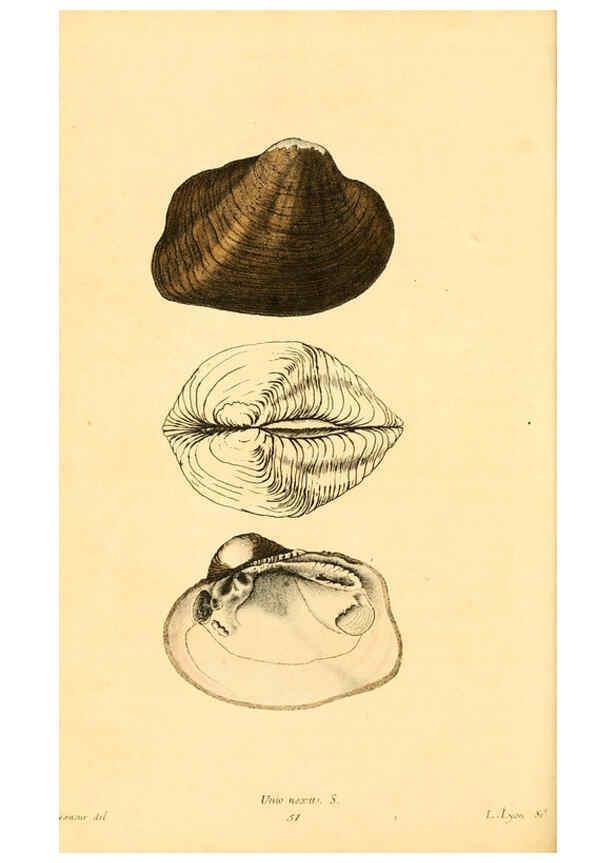 Reproducción/Reproduction 6353133133: American conchology New Harmony, Ind. :Printed at the School Press,1830-[38?] 