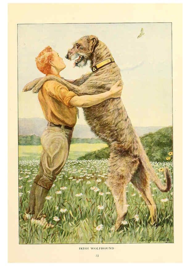 Reproducción/Reproduction 6353219251: The book of dogs Washington, D. C.,The National geographic society[c1919] 