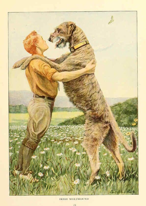 Reproducción/Reproduction 6353219251: The book of dogs Washington, D. C.,The National geographic society[c1919] 