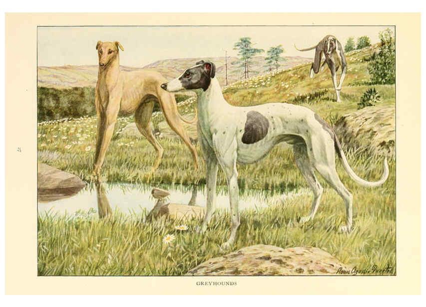 Reproducción/Reproduction 6353219939: The book of dogs Washington, D. C.,The National geographic society[c1919] 