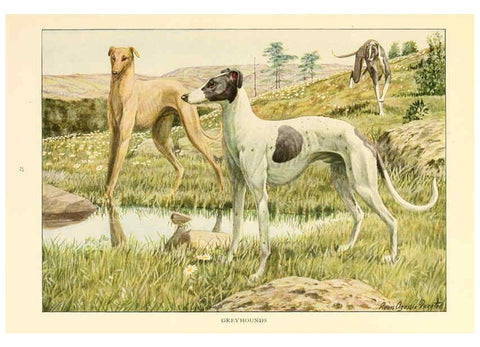 Reproducción/Reproduction 6353219939: The book of dogs Washington, D. C.,The National geographic society[c1919] 
