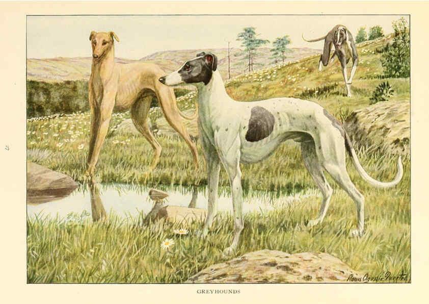 Reproducción/Reproduction 6353219939: The book of dogs Washington, D. C.,The National geographic society[c1919] 