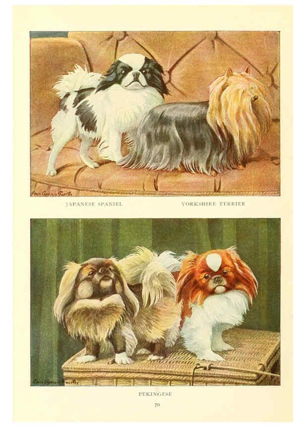 Reproducción/Reproduction 6353228021: The book of dogs Washington, D. C.,The National geographic society[c1919] 