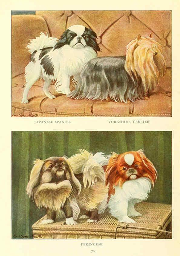 Reproducción/Reproduction 6353228021: The book of dogs Washington, D. C.,The National geographic society[c1919] 