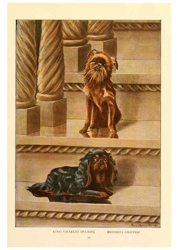Reproducción/Reproduction 6353228347: The book of dogs Washington, D. C.,The National geographic society[c1919] 
