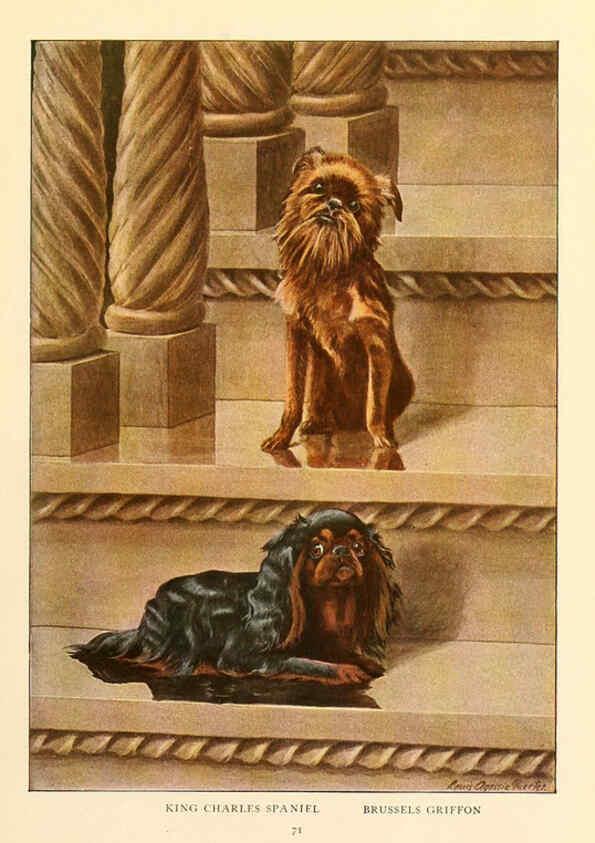 Reproducción/Reproduction 6353228347: The book of dogs Washington, D. C.,The National geographic society[c1919] 