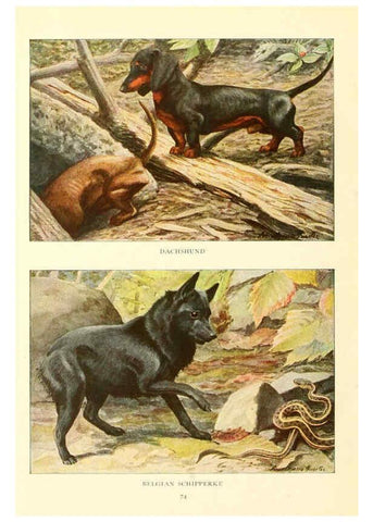 Reproducción/Reproduction 6353228711: The book of dogs Washington, D. C.,The National geographic society[c1919] 