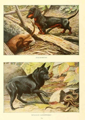 Reproducción/Reproduction 6353228711: The book of dogs Washington, D. C.,The National geographic society[c1919] 