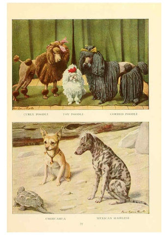 Reproducción/Reproduction 6353229019: The book of dogs Washington, D. C.,The National geographic society[c1919] 