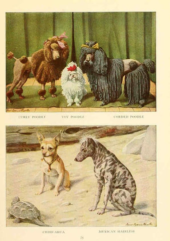 Reproducción/Reproduction 6353229019: The book of dogs Washington, D. C.,The National geographic society[c1919] 