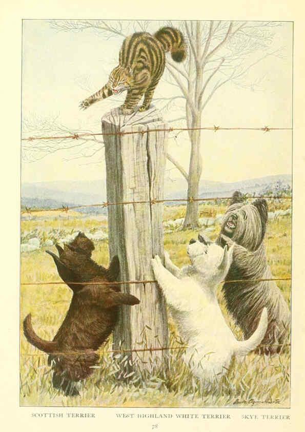 Reproducción/Reproduction 6353229699: The book of dogs Washington, D. C.,The National geographic society[c1919] 