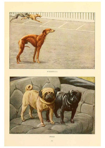 Reproducción/Reproduction 6353230177: The book of dogs Washington, D. C.,The National geographic society[c1919] 