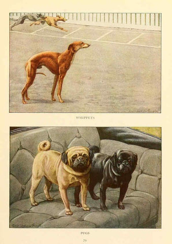 Reproducción/Reproduction 6353230177: The book of dogs Washington, D. C.,The National geographic society[c1919] 