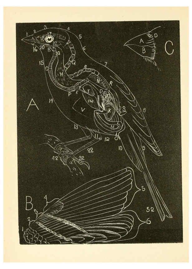Reproducción/Reproduction 6353315407: Handbook of the sparrows, finches, etc., of New England Newtonville [Mass.]C. J. Maynard,1896