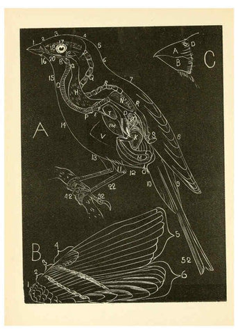 Reproducción/Reproduction 6353315407: Handbook of the sparrows, finches, etc., of New England Newtonville [Mass.]C. J. Maynard,1896