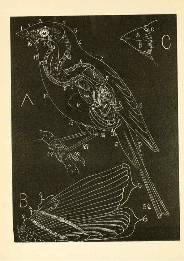 Reproducción/Reproduction 6353315407: Handbook of the sparrows, finches, etc., of New England Newtonville [Mass.]C. J. Maynard,1896