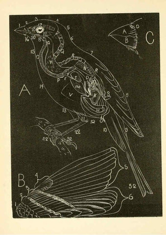 Reproducción/Reproduction 6353315407: Handbook of the sparrows, finches, etc., of New England Newtonville [Mass.]C. J. Maynard,1896