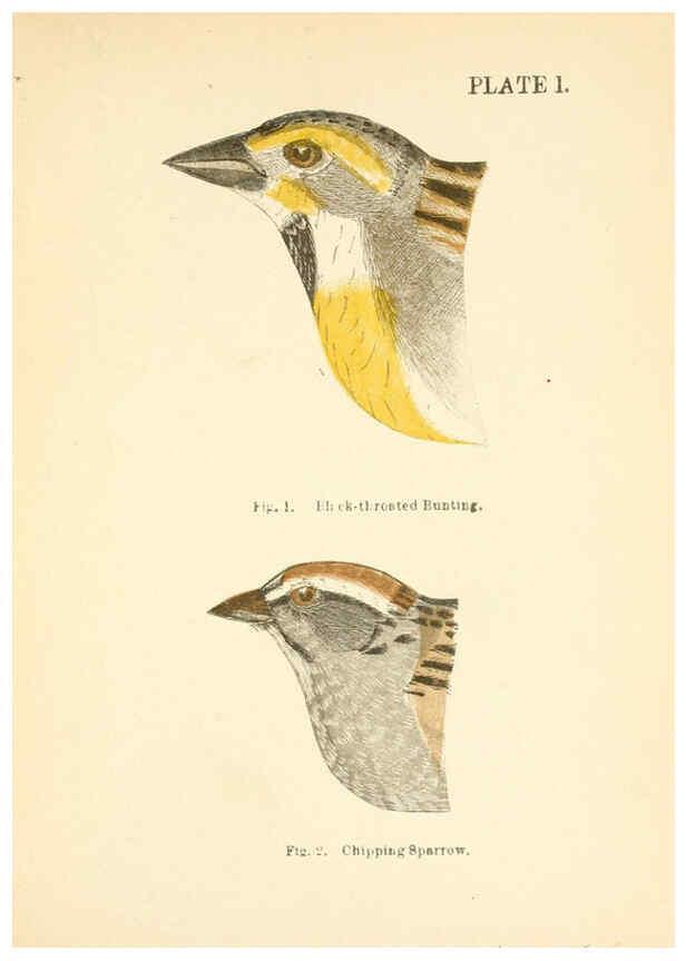 Reproducción/Reproduction 6353316201: Handbook of the sparrows, finches, etc., of New England Newtonville [Mass.]C. J. Maynard,1896