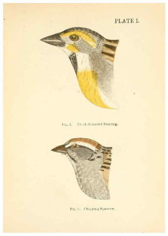 Reproducción/Reproduction 6353316201: Handbook of the sparrows, finches, etc., of New England Newtonville [Mass.]C. J. Maynard,1896
