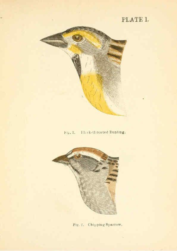 Reproducción/Reproduction 6353316201: Handbook of the sparrows, finches, etc., of New England Newtonville [Mass.]C. J. Maynard,1896