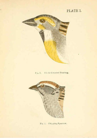 Reproducción/Reproduction 6353316201: Handbook of the sparrows, finches, etc., of New England Newtonville [Mass.]C. J. Maynard,1896